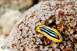 Pyjama Slug (Chromodoris Quadricolor)
Found in egypt bro... by Sanjin Osterman 